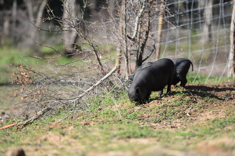 교외 호텔 Quinta Pedagógica Da Samoqueirinha   Duna Parque Resorts & Hotels
