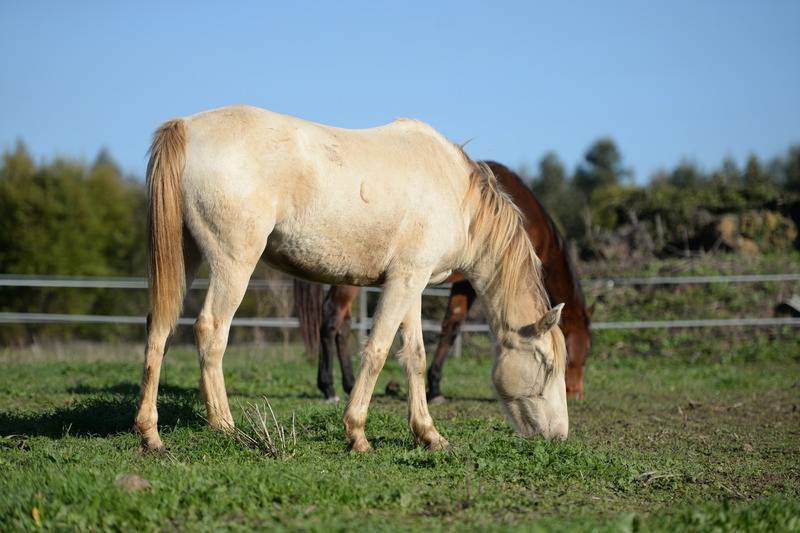 교외 호텔 Quinta Pedagógica Da Samoqueirinha   Duna Parque Resorts & Hotels