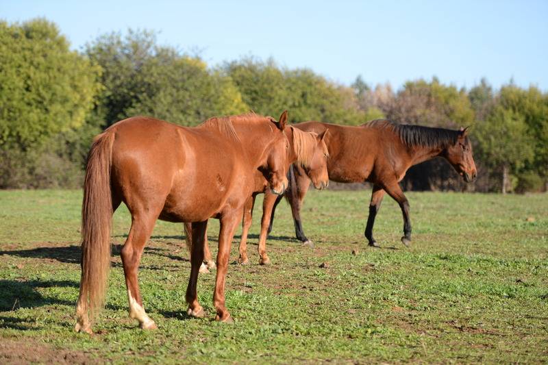 교외 호텔 Quinta Pedagógica Da Samoqueirinha   Duna Parque Resorts & Hotels