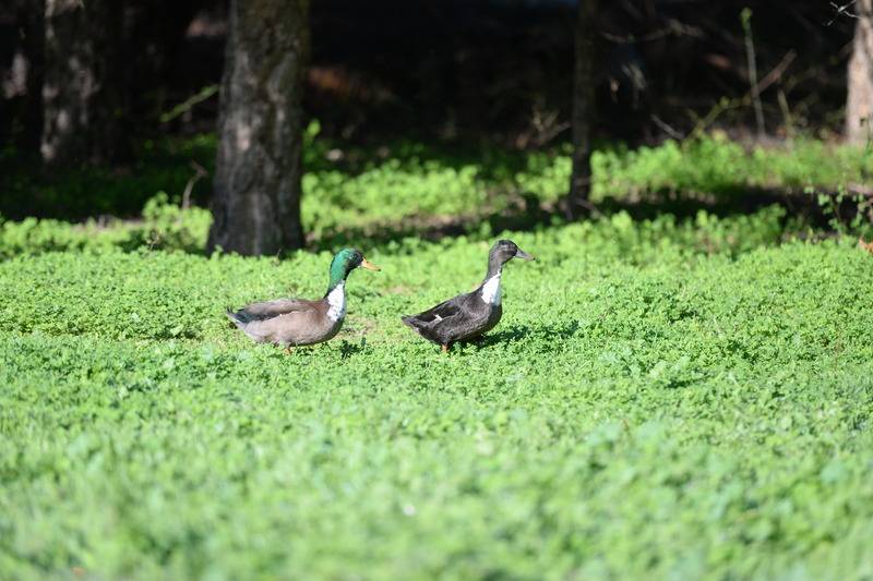 교외 호텔 Quinta Pedagógica Da Samoqueirinha   Duna Parque Resorts & Hotels