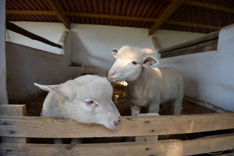 교외 호텔 Quinta Pedagógica Da Samoqueirinha   Duna Parque Resorts & Hotels