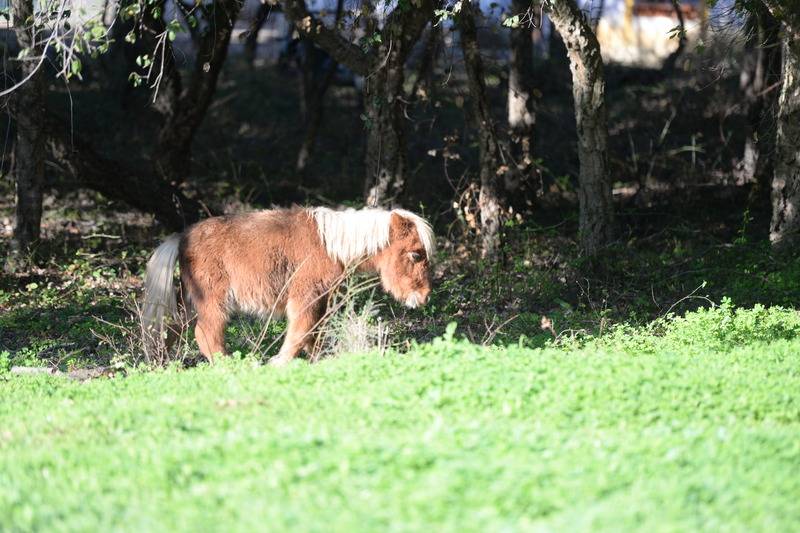 교외 호텔 Quinta Pedagógica Da Samoqueirinha   Duna Parque Resorts & Hotels