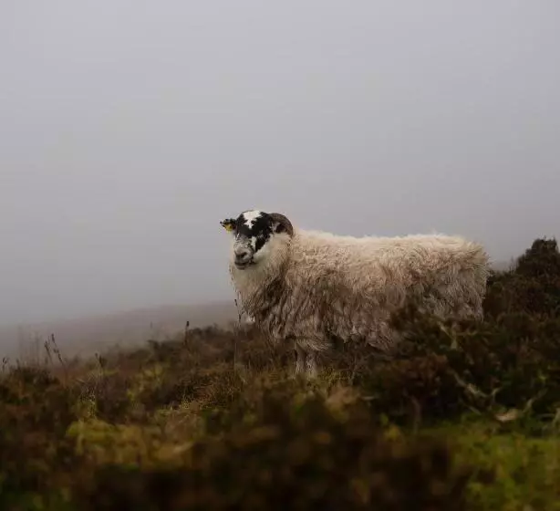 ベッドアンドブレックファースト Barnahown, Mitchelstown