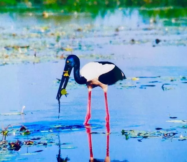 ホテル Jabiru  Wetland Farmstay