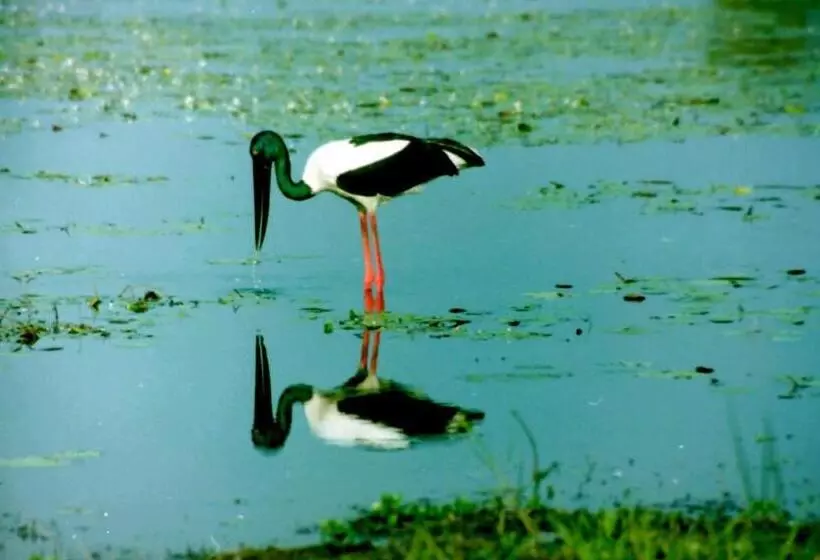 ホテル Jabiru  Wetland Farmstay