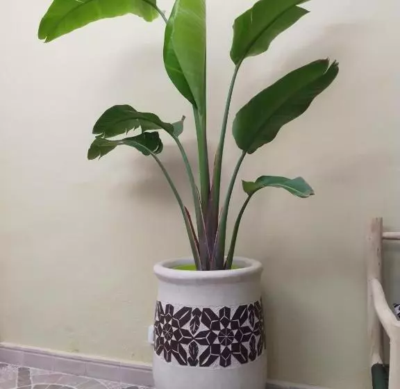 Riad Bouganville Bleu