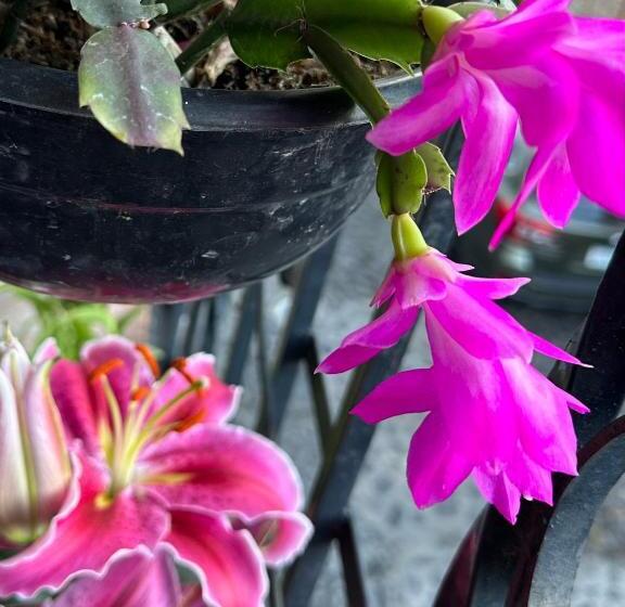 تختخواب و صبحانه Starlight Oasis