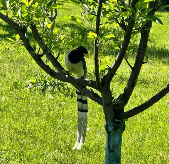 بنسيون Hideaway Cottages