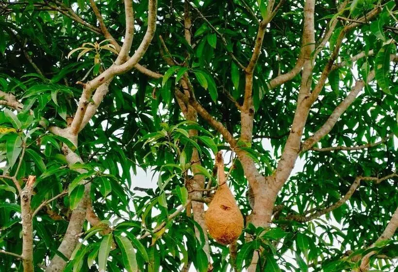 Majatalo The Woodlands Hideaway   Premium Acreage Guesthouse