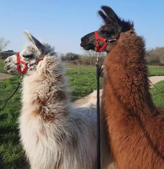 ベッドアンドブレックファースト Le Fief Guibert Hôtel Particulier Maison D Hôtes Et Gîtes