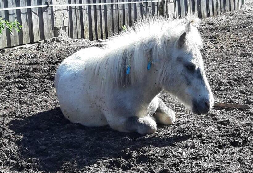 Hotel Ferienwohnung Kobelsberg