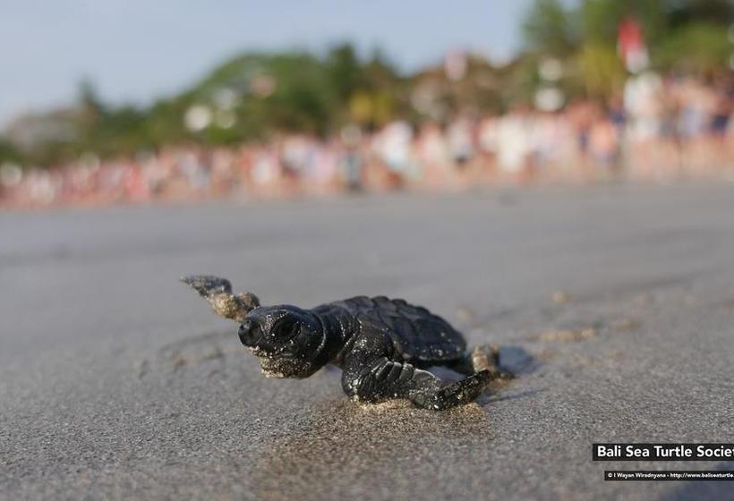 فندق Holiday Inn Express Kuta Square