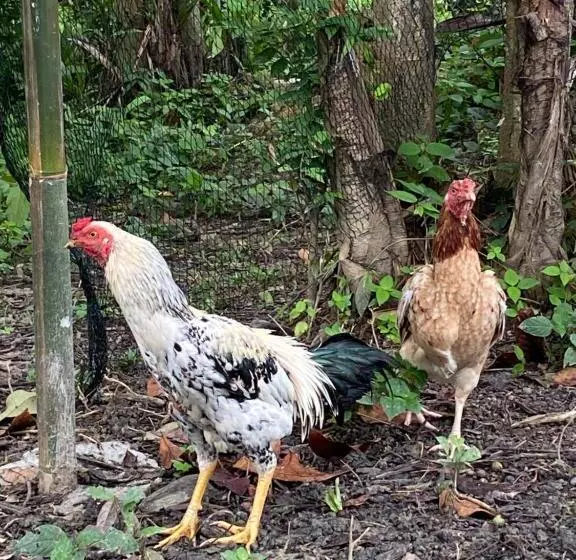 Hotelli Kebun Lisdtari Farmstay