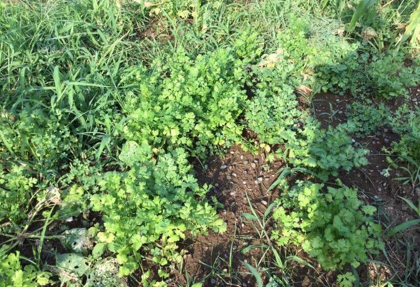 ペンション Ichigo Sou Vacation Stay 15267