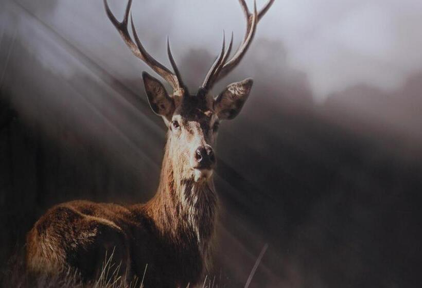 ベッドアンドブレックファースト Bed & Cook