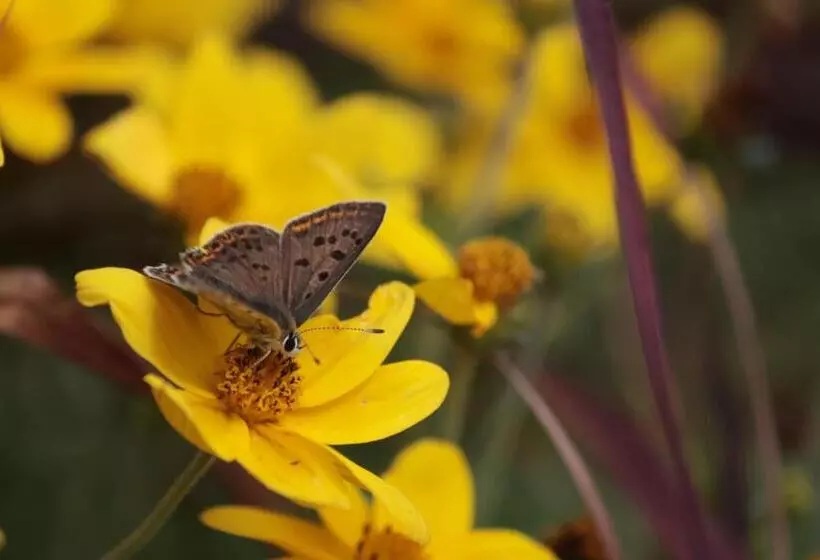 Aamiaismajoitus (B&B) Lou Prat