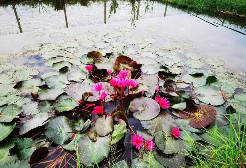 リゾートホテル Dangau Sala D Kontena