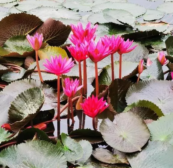 リゾートホテル Dangau Sala D Kontena