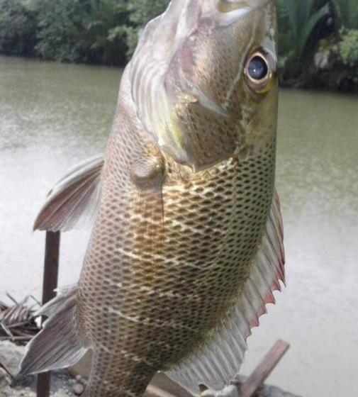 צימר Airport Kelantan Homestay & Transit