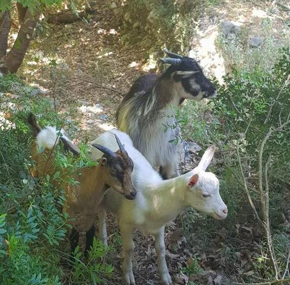 پانسیون Penelope S Rooms