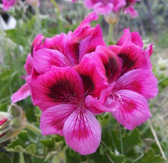 پانسیون Penelope S Rooms