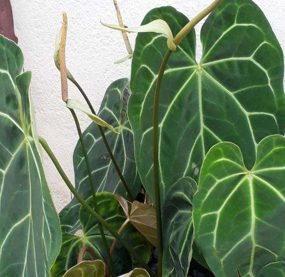 Pension Teratak Opah Kamunting