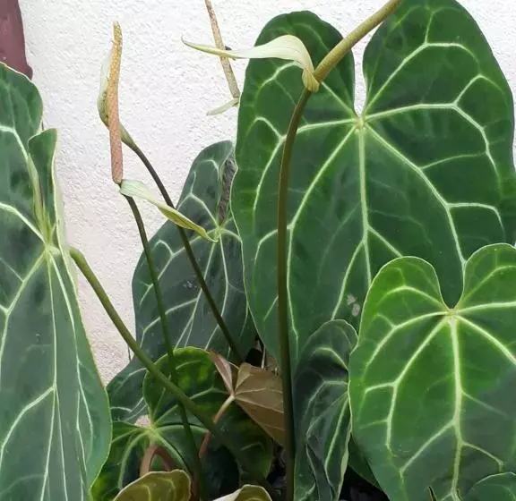 ペンション Teratak Opah Kamunting