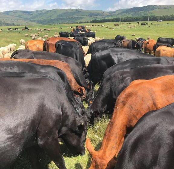 Отель Luiperdkloof Trout Lodge