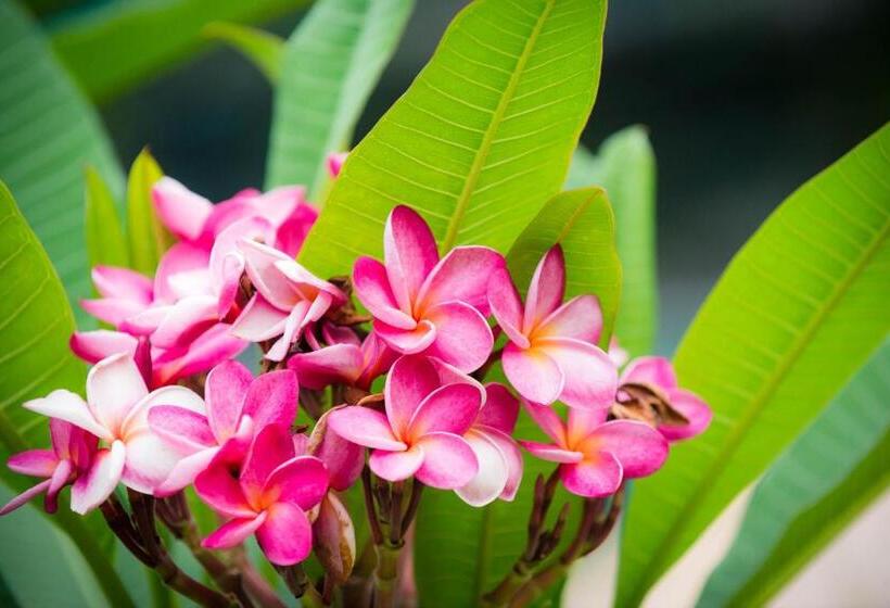 Курорт Oasis Yoga Bungalows