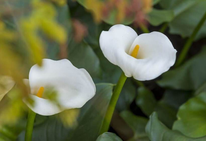 Aamiaismajoitus (B&B) Kingfisher Guesthouse