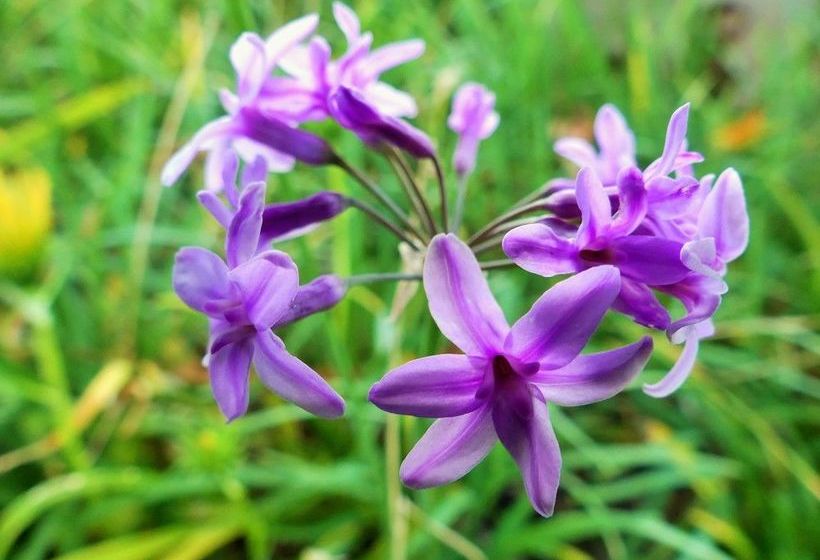 פנסיון Heriot Manor Guest House