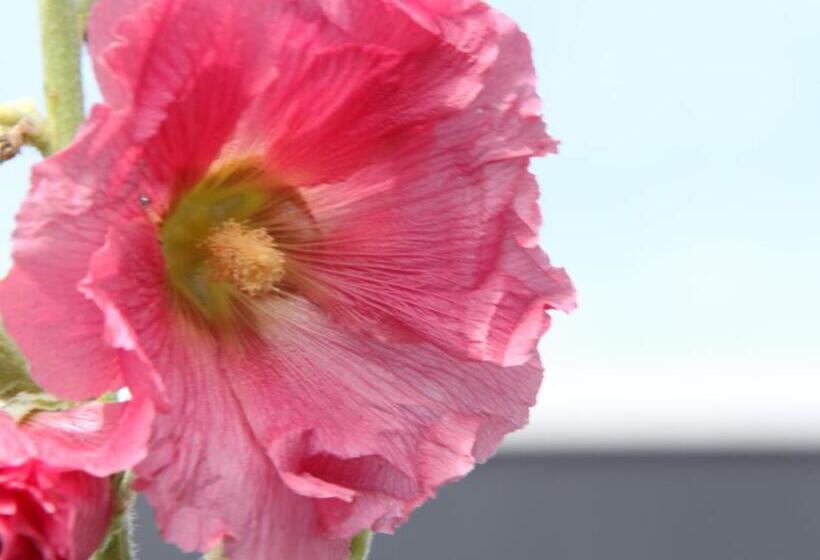 مبيت وإفطار Art Hill