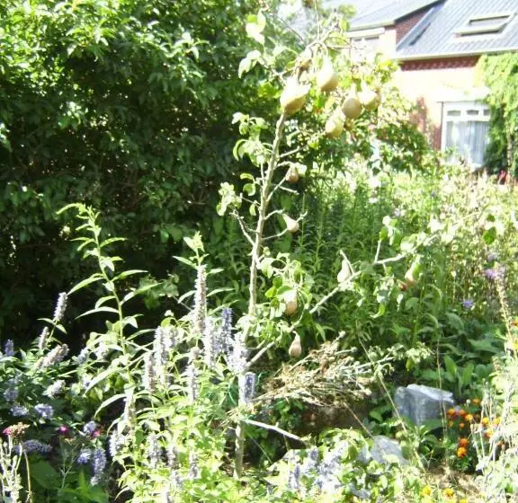 B&b Het Uilennest
