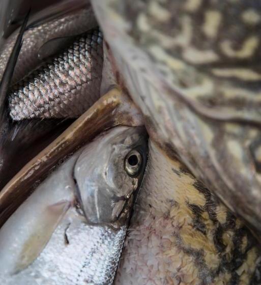 ベッドアンドブレックファースト Landgasthof & Restaurant Batzenhäusl