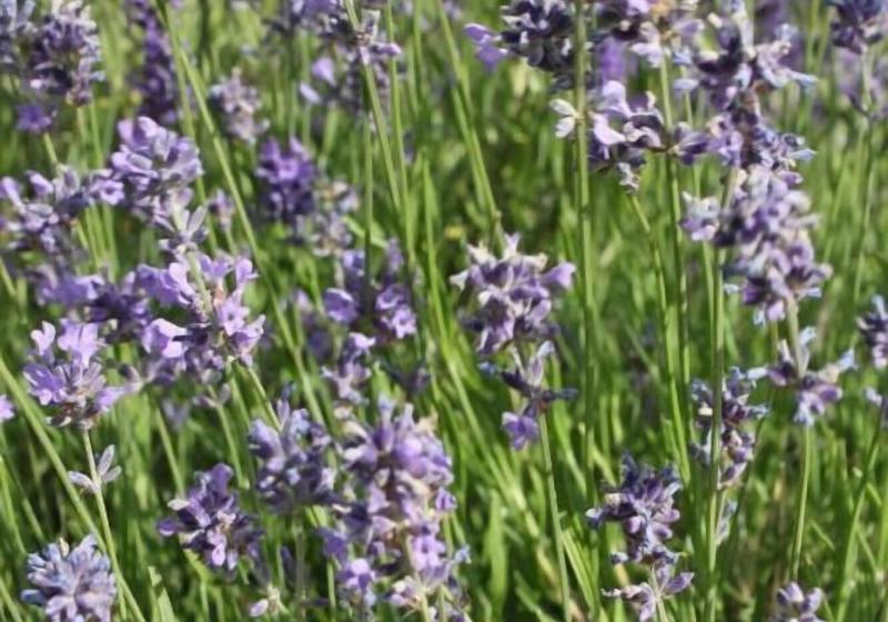 Herdersbrug Youth Hostel