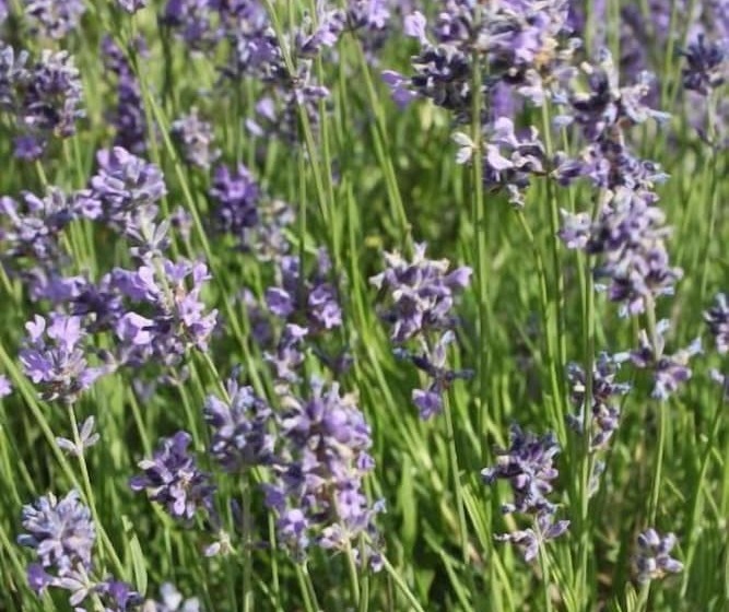 Herdersbrug Youth Hostel