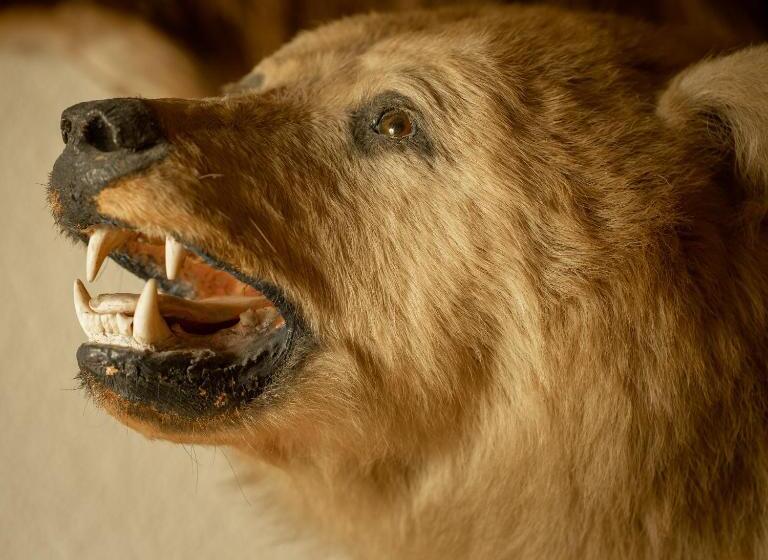 فندق Tischlbergerhof