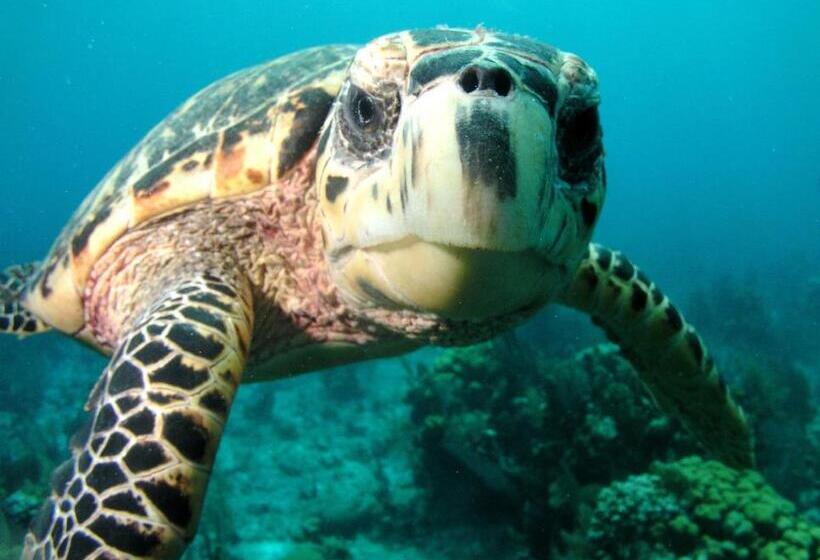 St. George's Caye Resort