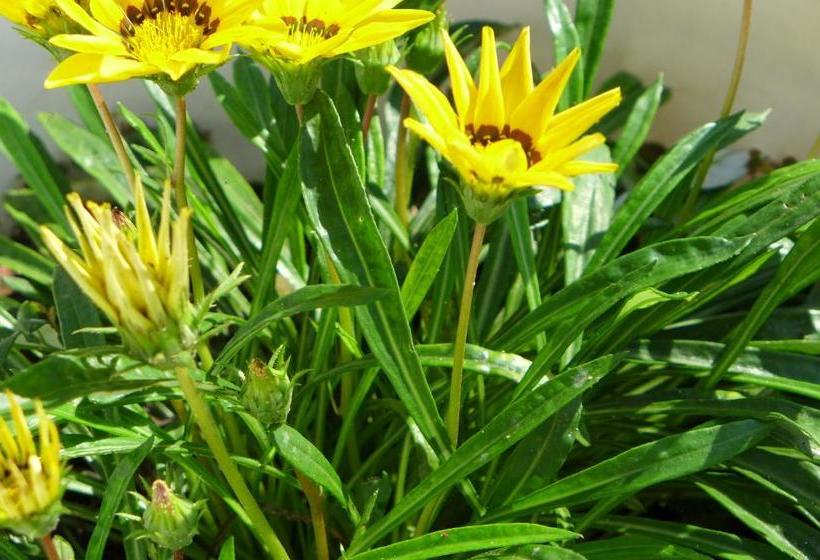 צימר Villa Astoria