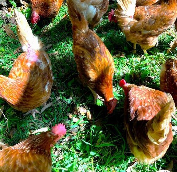 Pensió Wood Be Good Inn