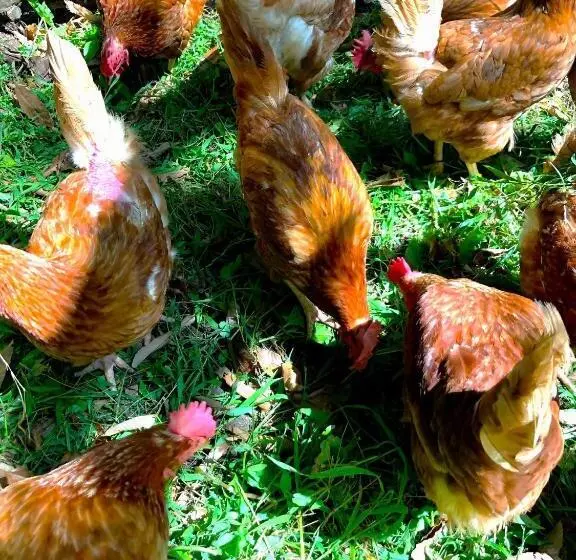 Majatalo Wood Be Good Inn