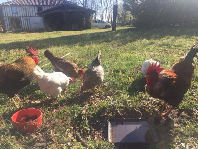 Bed and Breakfast Xibouette