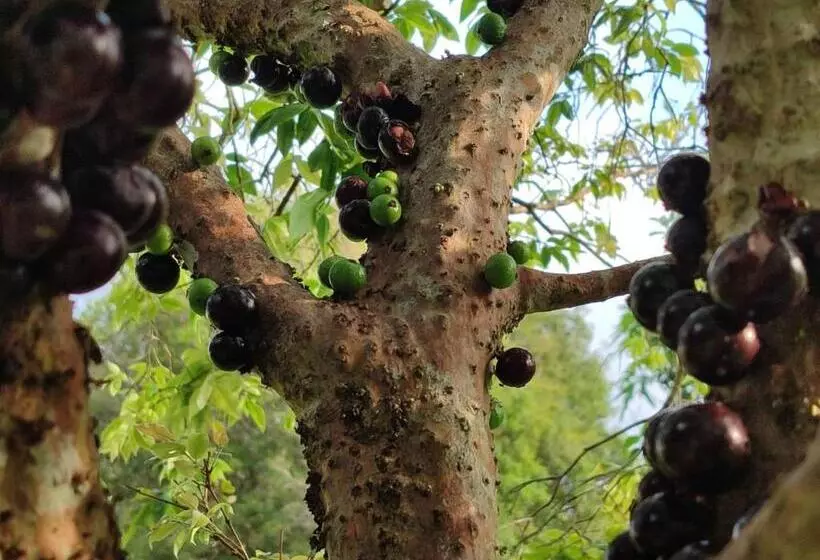 Aamiaismajoitus (B&B) Sítio Na Mata Atlântica
