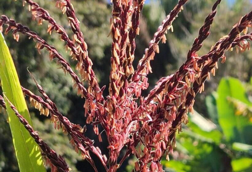 Bed & Breakfast Sítio Na Mata Atlântica