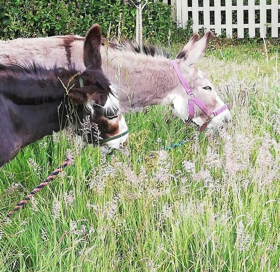 Bed and Breakfast Private Suite At Llanddinog House Near Solva