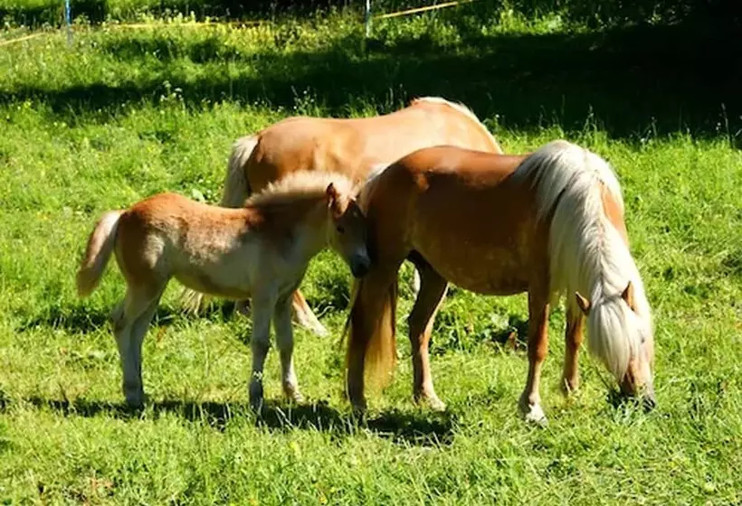 Hotelli Alpenhof