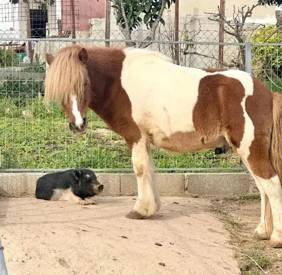 هتل La Quinta Da Liberdade   Ferme De Charme En Algarve