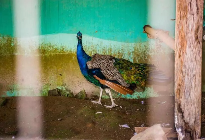 ホテル Fazenda Encanto