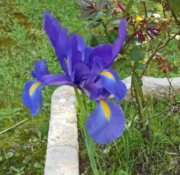 پانسیون La Pineta