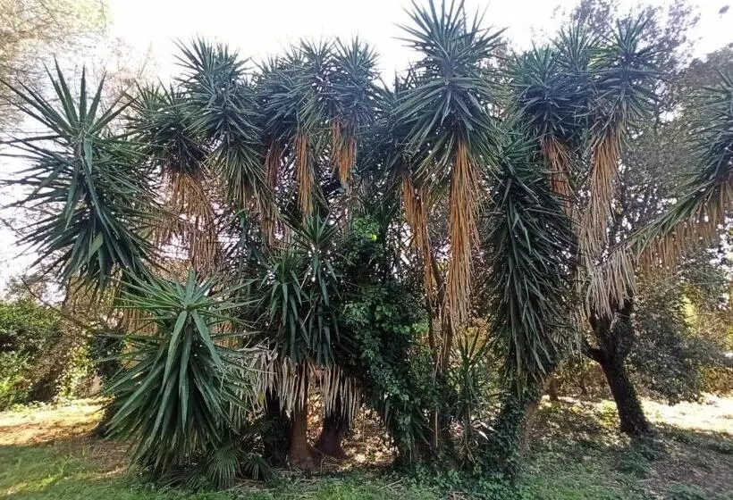 پانسیون La Pineta